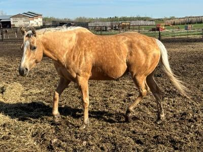 Photo of 29. Princess Pepper