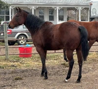 Photo of 43. Sassy Shotz